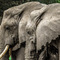 Lake Manyara NP, the ears are scorched because of the habitat, these Elephants evolve mainly in the acacia forests